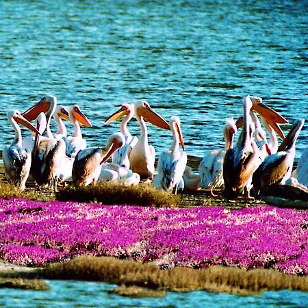 Apolithomeno Dasos Near Alexandroupolis Tatil parkı *